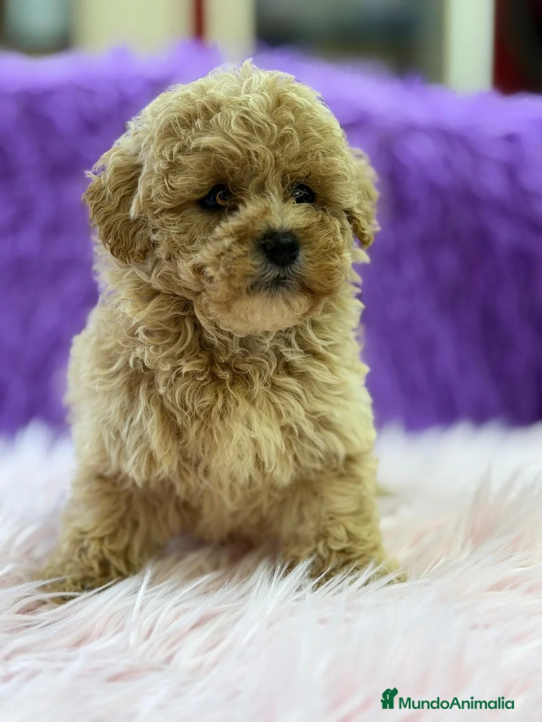 Maltipoo perros en venta: MALTIPOO APRICOT - Anuncio 6