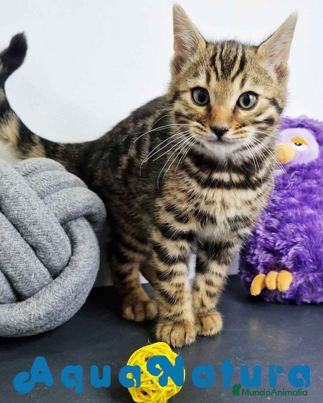 Bengalí gatos Bengali Macho 1823 AQUANATURA en Barcelona - Anuncio 2