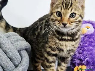 Bengalí gatos Bengali Macho 1823 AQUANATURA en Barcelona - Anuncio 14