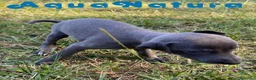 Pequeño Lebrel Italiano perros en venta: Lebrel Italiano Hembra 5894 - AQUANATURA en Barcelona - Anuncio 6