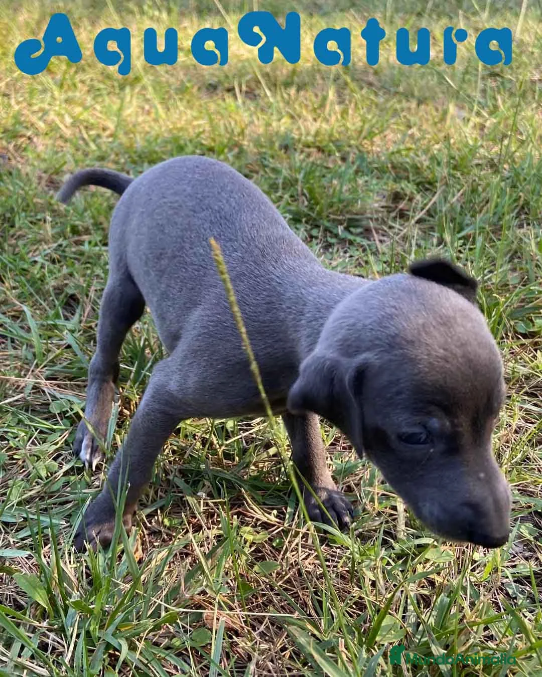 Pequeño Lebrel Italiano perros en venta: Lebrel Italiano Hembra 5894 - AQUANATURA en Barcelona - Anuncio 6