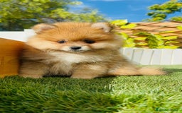 Pomerania perros en venta: POMERANIA MACHO - Imagen 17