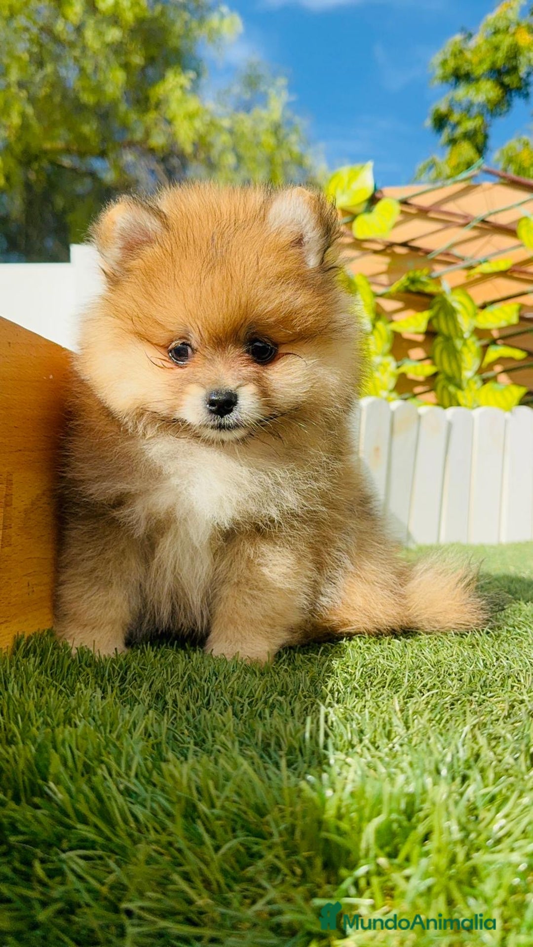 Pomerania perros en venta: POMERANIA MACHO - Imagen 17