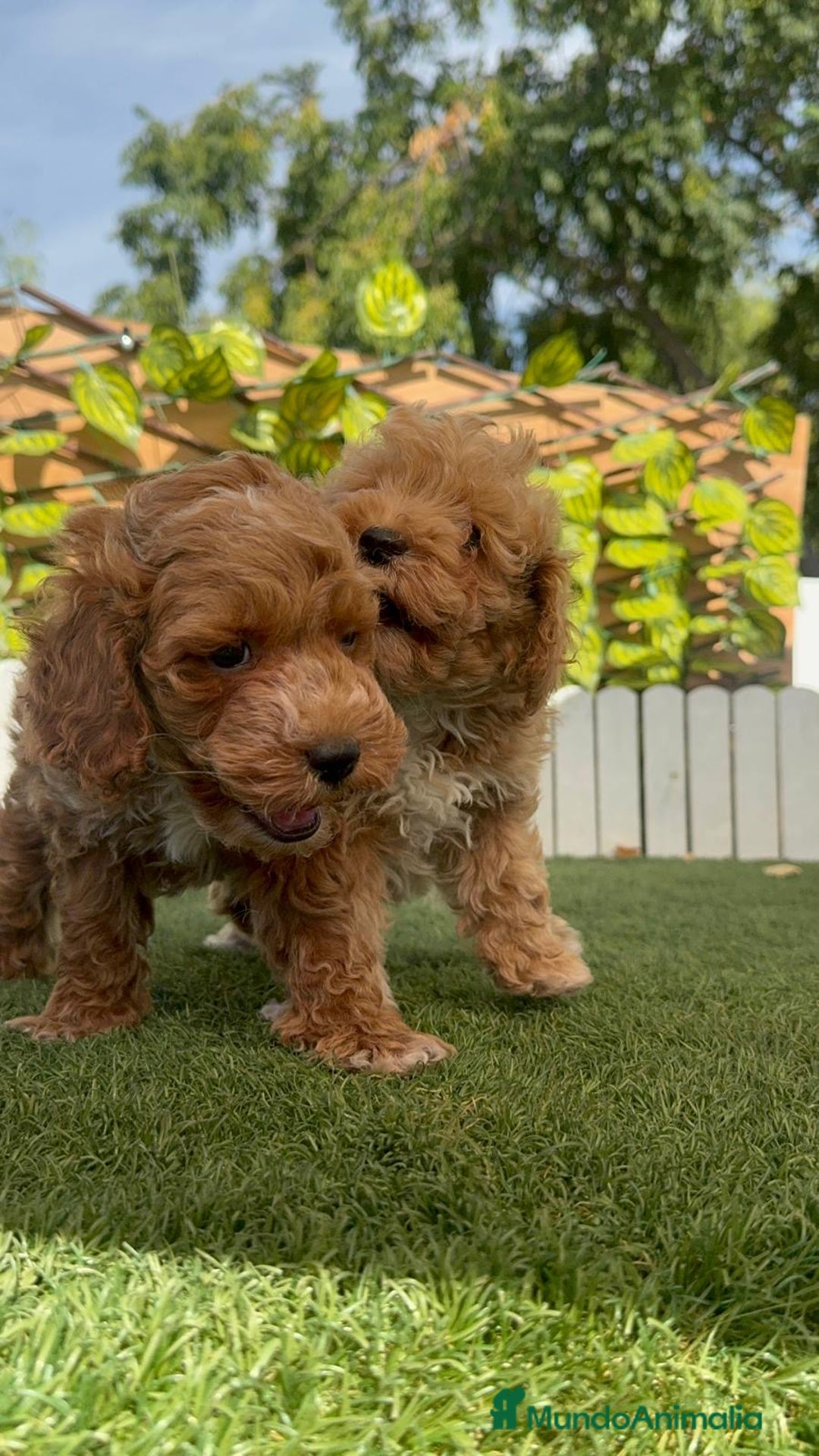 Caniche Toy perros en venta: CANICHE TOY MACHOS - Imagen 7