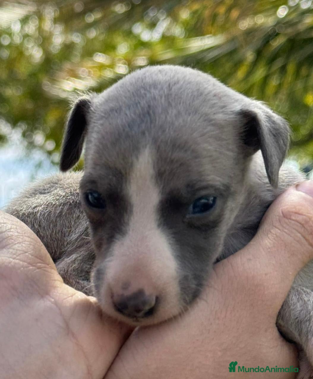 Whippet perros venta - Anuncio 2