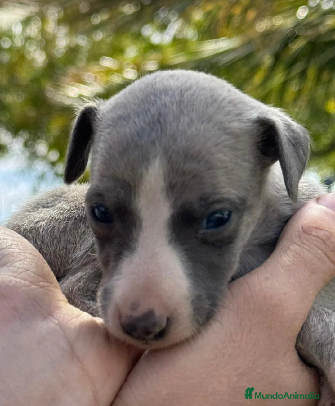 Whippet perros en venta: venta - Anuncio 2
