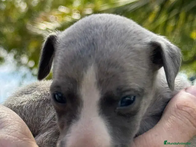 Whippet perros en venta: venta - Anuncio 2