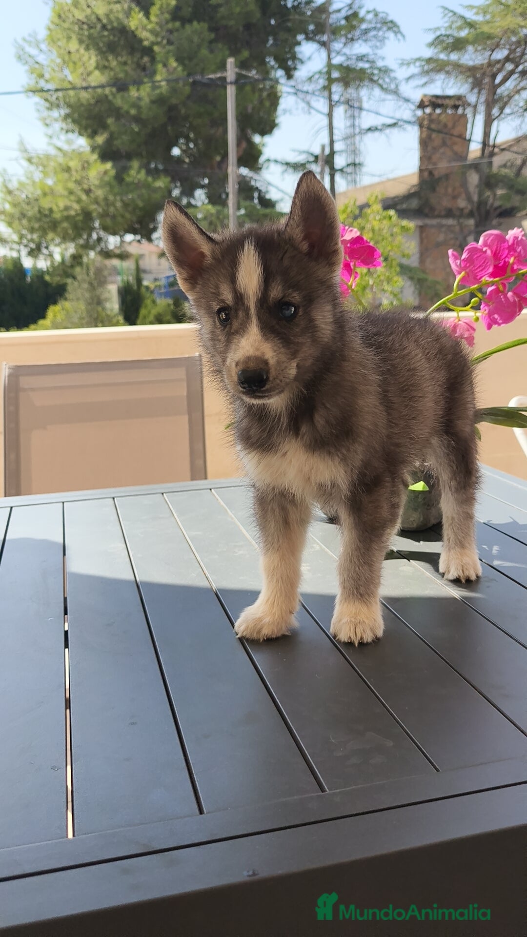 Husky Siberiano perros en venta: Husky siberiano ♀️♂️ - Imagen 4