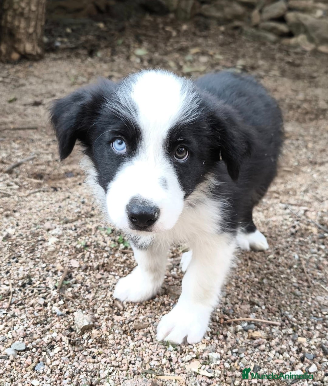 Border Collie perros en venta: Cachorros border collie! Ojos azules! - Imagen 8