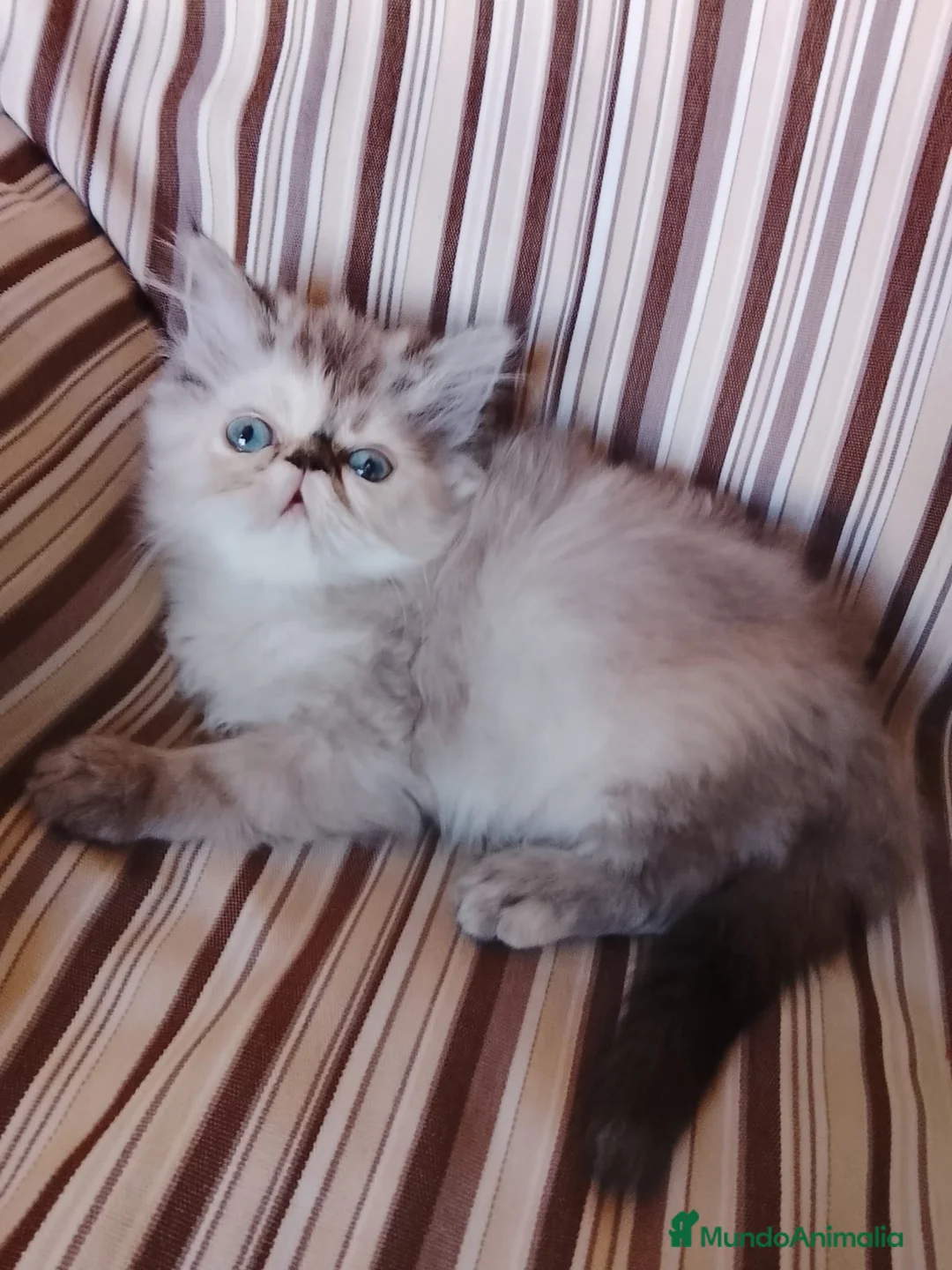 Persa gatos en venta: Gatas persas  - Anuncio 8