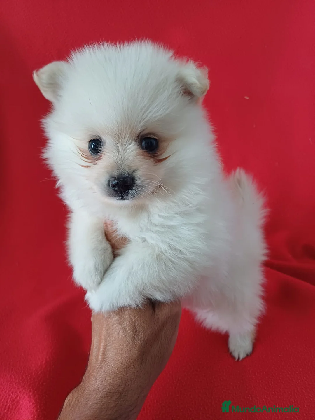 Pomerania perros en venta: Pomerania Mini  - Anuncio 1