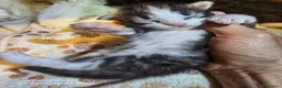 Bosque de Noruega gatos en venta: Bosque de Noruega - Anuncio 10