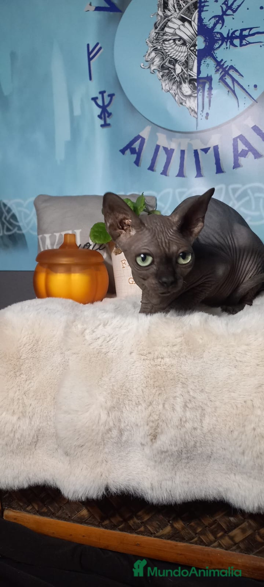 Sphynx gatos en venta: Gata sphinx hembra negra ojos verdes  - Imagen 2