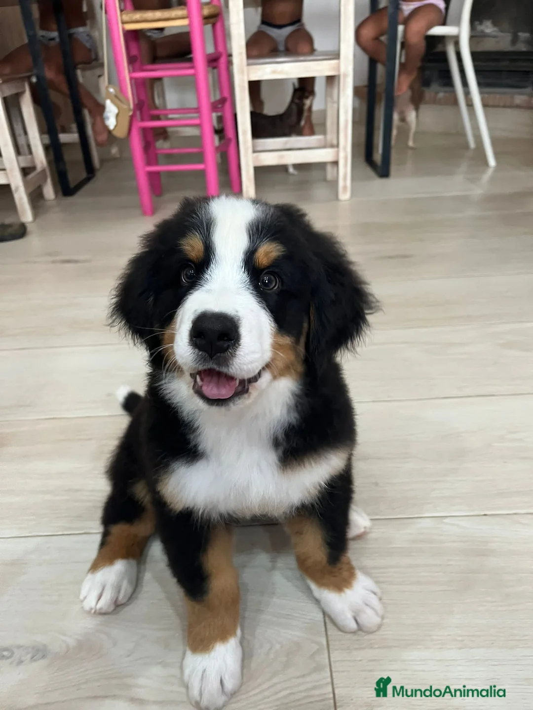 Boyero de Berna perros en venta: Boyeros de Berna impresionante bebes - Anuncio 3