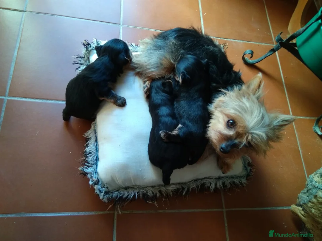 Yorkshire Terrier perros en venta: YORKSHIRE MINIATURA  - Anuncio 8