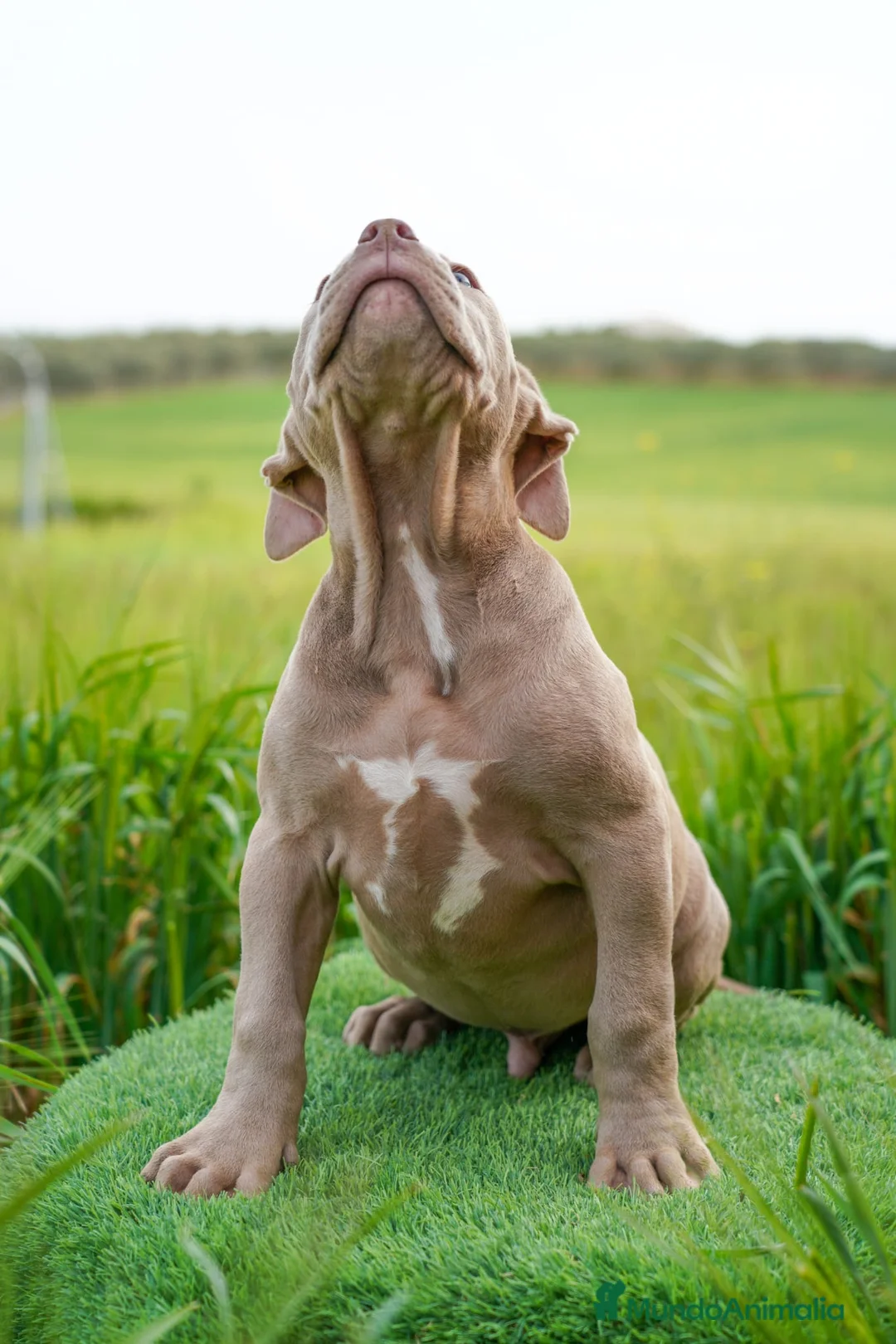 American Bully perros en venta: American Bully XL - Anuncio 1