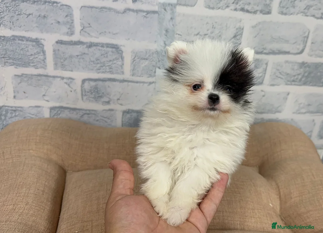 Pomerania perros en venta: Pomerania - Anuncio 2
