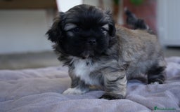 Maltipoo perros en venta: 🐾 Maxi y Boom – Maltipoo marrones con encanto ☕ - Imagen 12