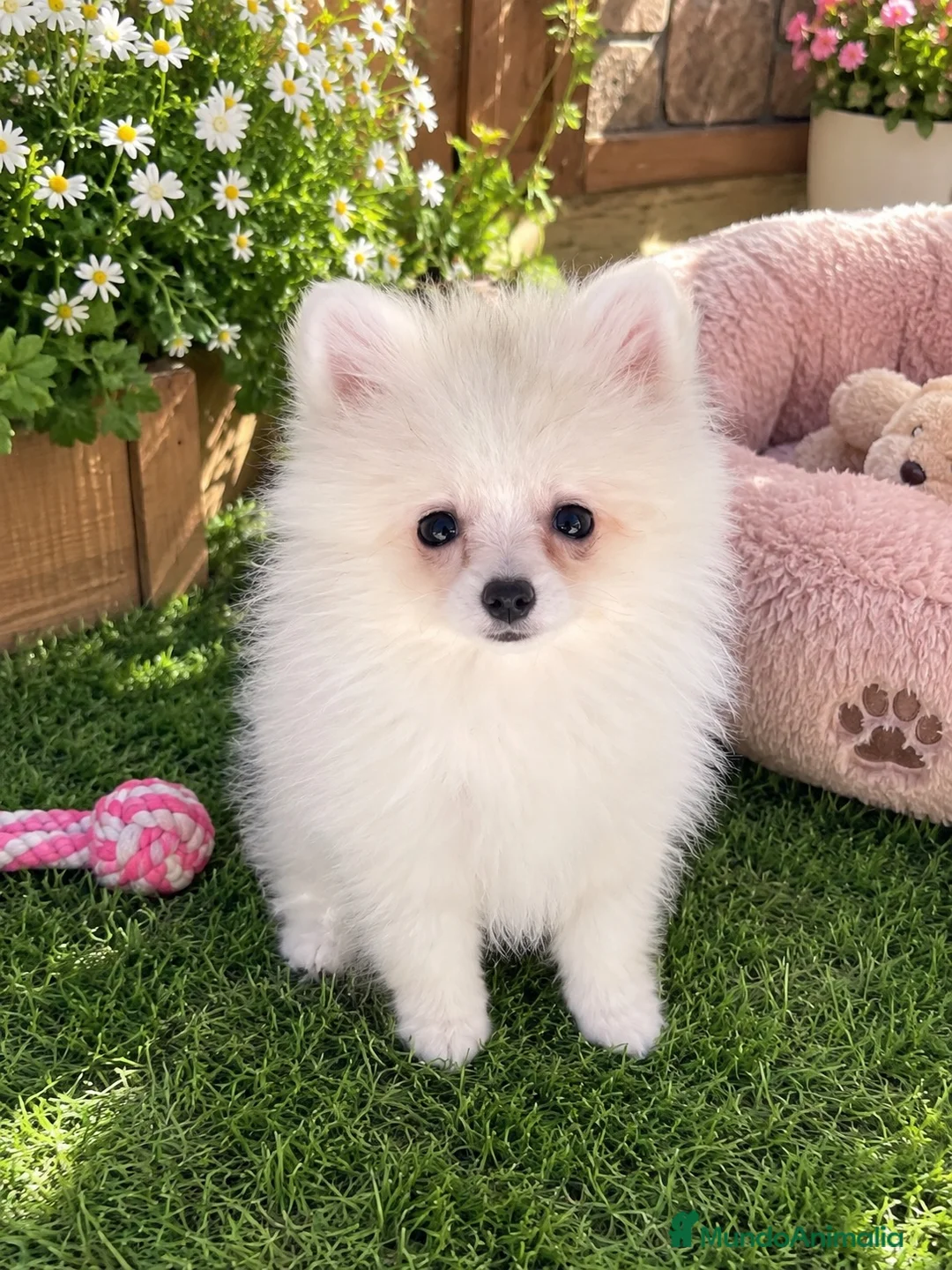 Pomerania perros en venta: OPORTUNIDAD!! PRECIOSO POMERANIA RUSO - Anuncio 2