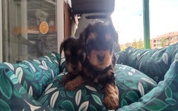 Yorkshire Terrier perros en venta: CACHORROS YORKSHIRE  - Anuncio 3
