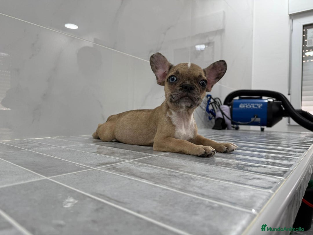 Bulldog Francés perros en venta: Bulldog macho cachorro disponible🐾🐶 - Imagen 2