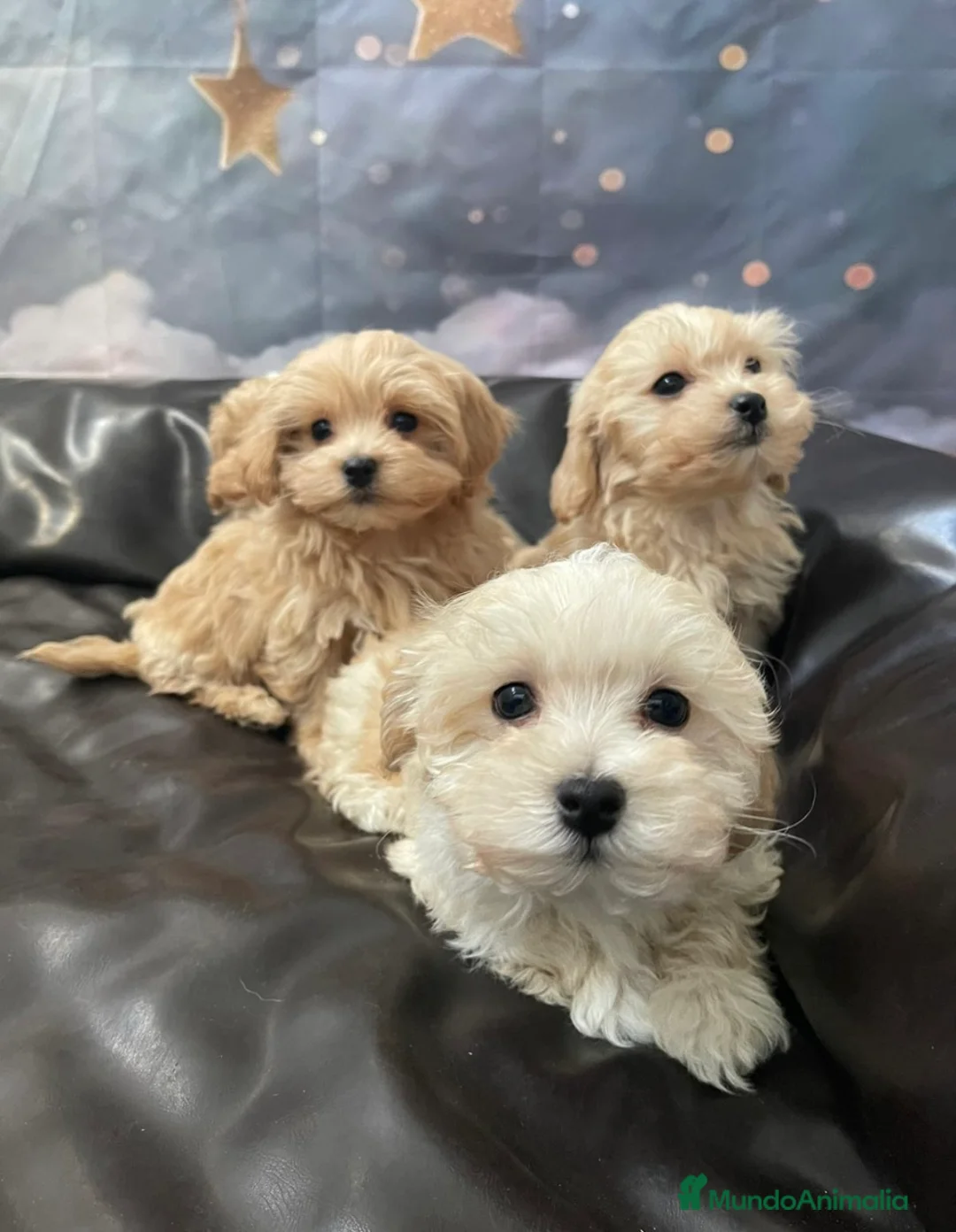 Maltipoo perros en venta: Maltipoo  - Anuncio 4