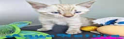 Bengalí gatos en venta: Bengali Snow Macho 4570 AQUANATURA - Anuncio 5