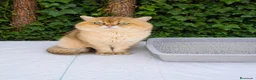 Británico de Pelo Corto gatos en venta: Gatos British Shortair - Anuncio 5