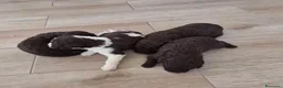 Perro de Agua Español perros en venta: Perros de agua chocolate🩷🩵🐾 - Anuncio 2