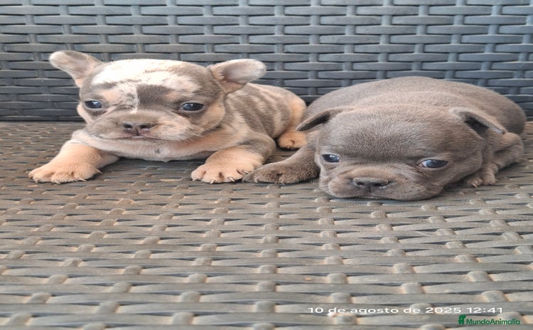 Bulldog Francés perros - Anuncio 2