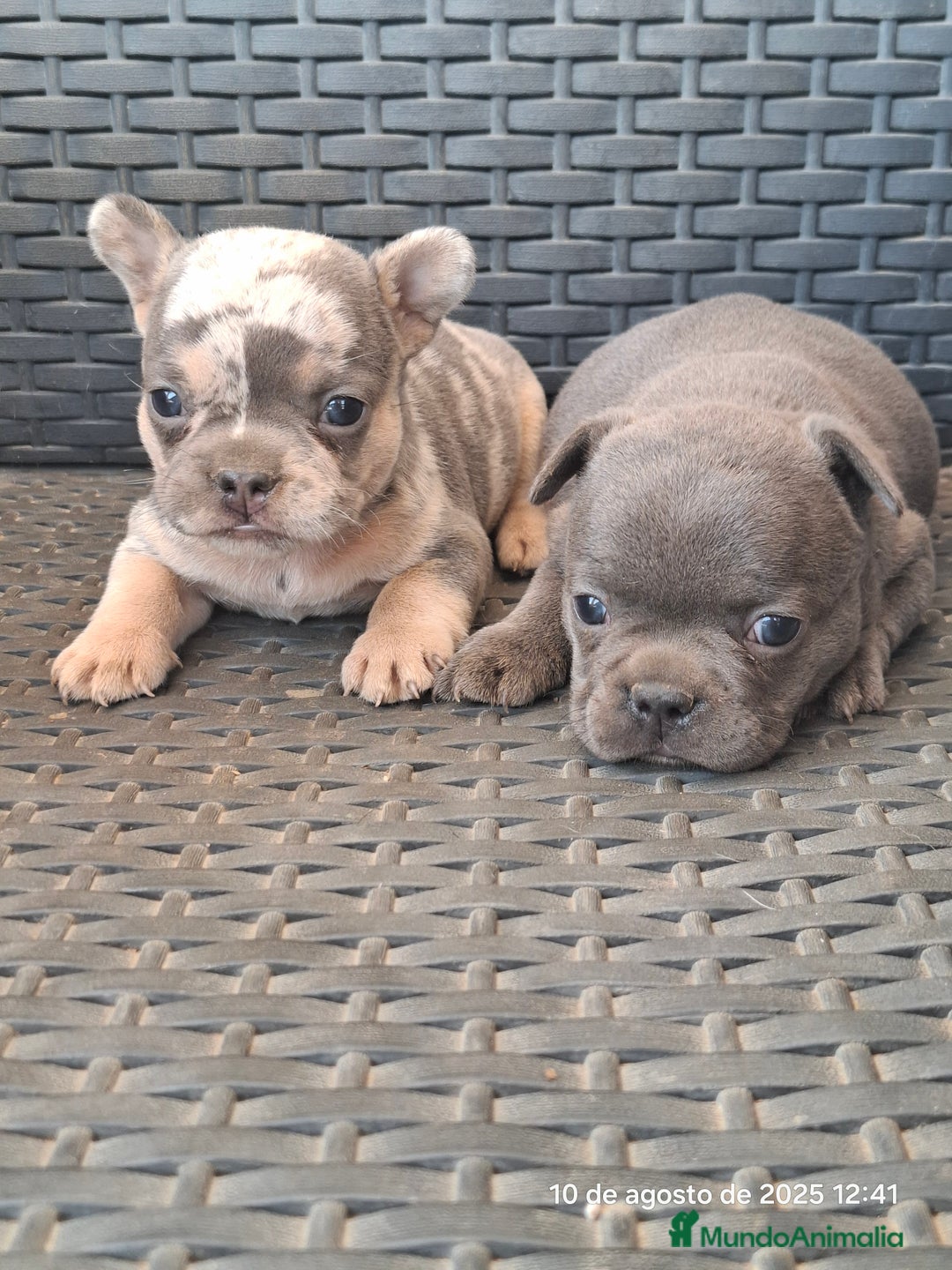 Bulldog Francés perros en venta: Cachorras de bulldog - Imagen 1