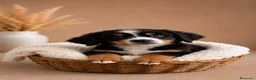 Boyero de Berna perros en venta: BOYERO DE BERNA CON GARANTÍAS 🐶✅  - Anuncio 3