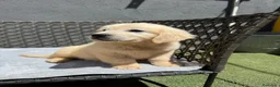Golden Retriever perros en venta: Cachorro golden retriever - Anuncio 3