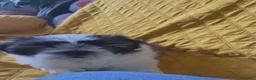 Shih Tzu perros en venta: Shih tzu macho  - Anuncio 4