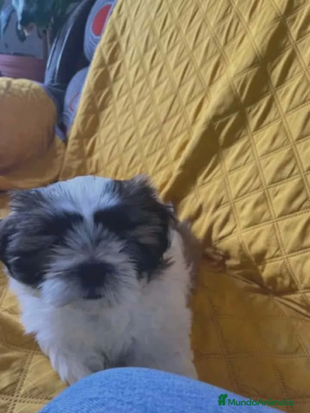Shih Tzu perros en venta: Shih tzu macho  - Anuncio 4
