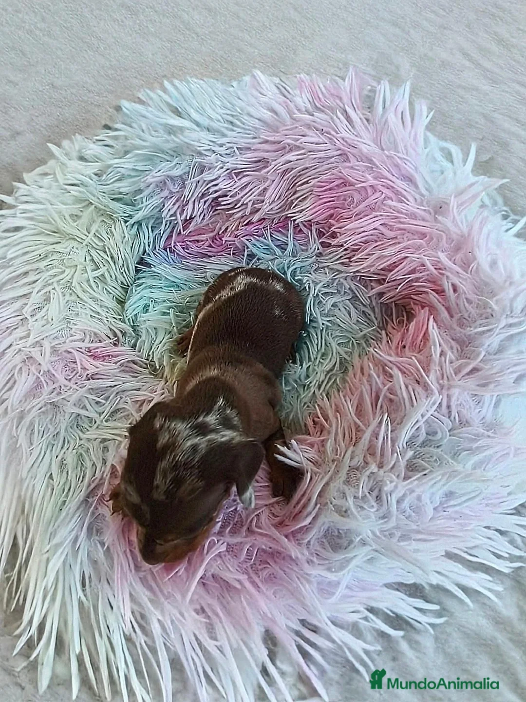 Teckel Miniatura perros en venta: TECKEL HEMBRITA MINIATURA ARLEQUIN  - Anuncio 3