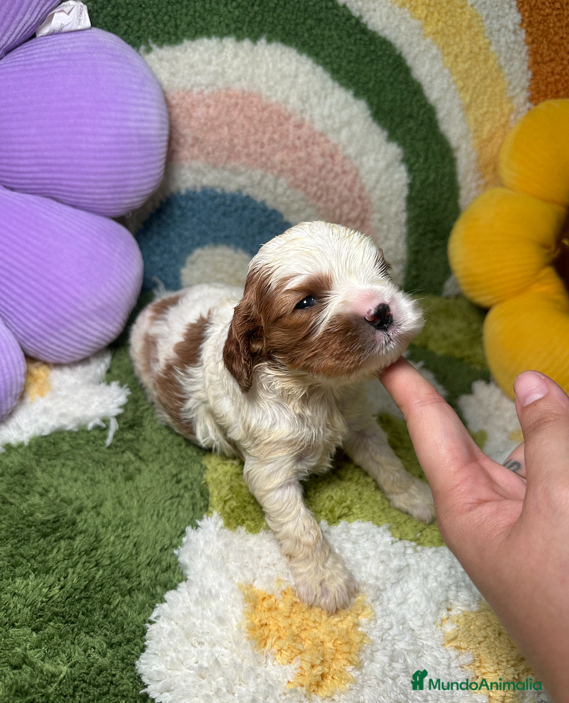 Cavalier King Charles Spaniel perros en venta: Cavalier King Charles Hembra - Anuncio 2