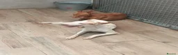 Podenco Andaluz perros en venta: Podenca andaluz  - Anuncio 3