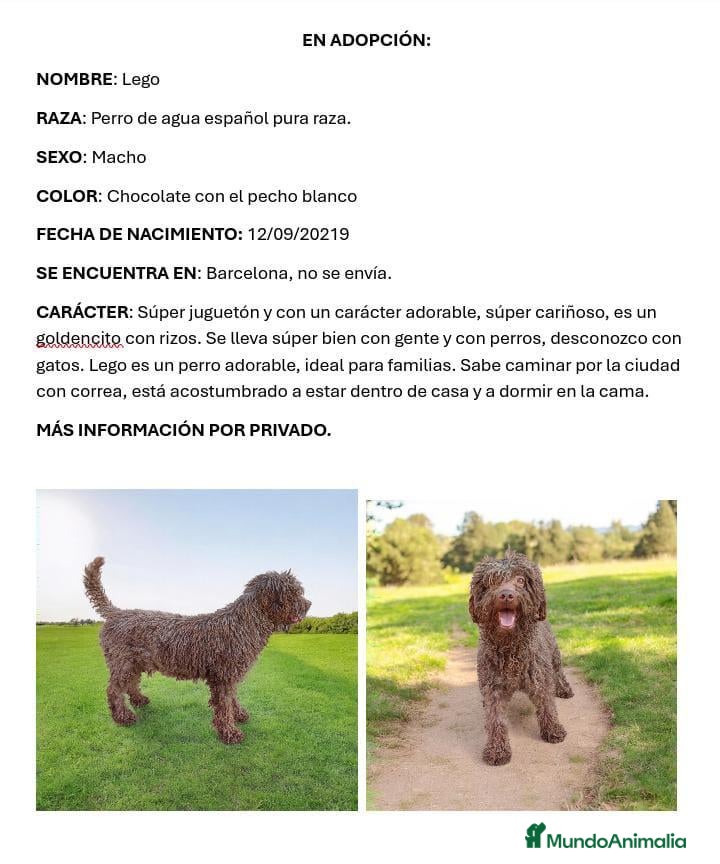 Perro de Agua Español perros Adopción Perro De Agua Español Adultos - Anuncio 2