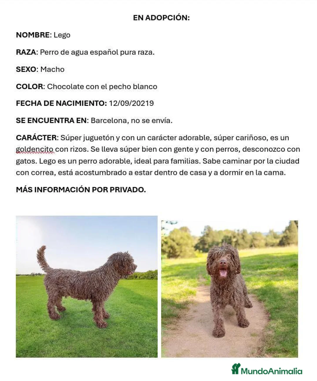 Perro de Agua Español perros en venta: Adopción Perro De Agua Español Adultos - Anuncio 2