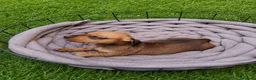 Teckel Miniatura perros en venta: Teckel kanichen kanichen maxima calidad - Anuncio 4