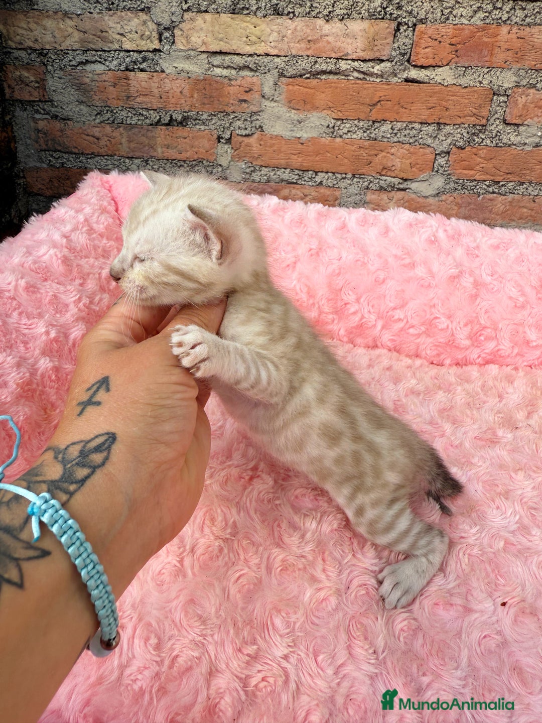 Bengalí gatos en venta: Gatitos Bengali snow  - Imagen 6