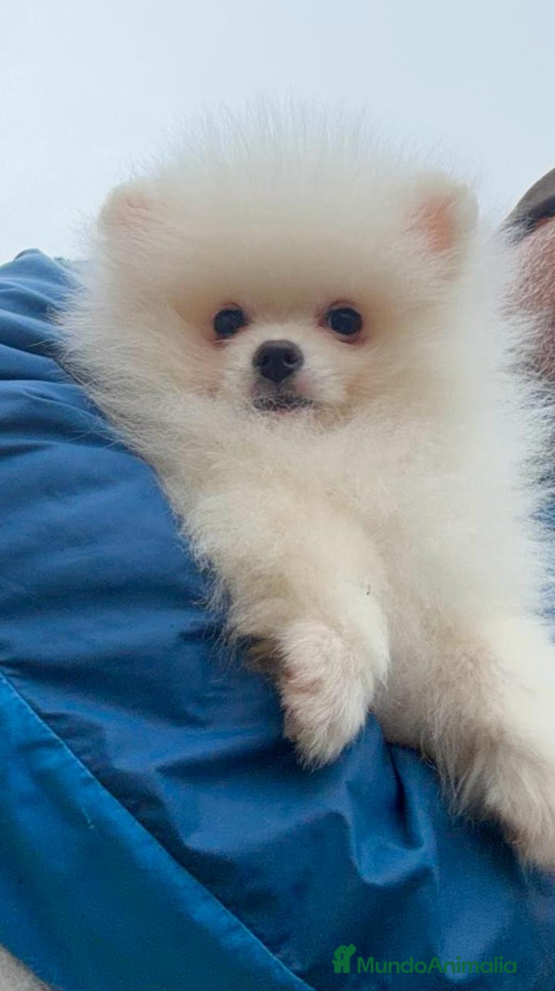 Pomerania perros en venta: Pomerania listo para entregar  - Anuncio 2