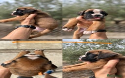 Boxer perros en venta: Boxer - Imagen 6