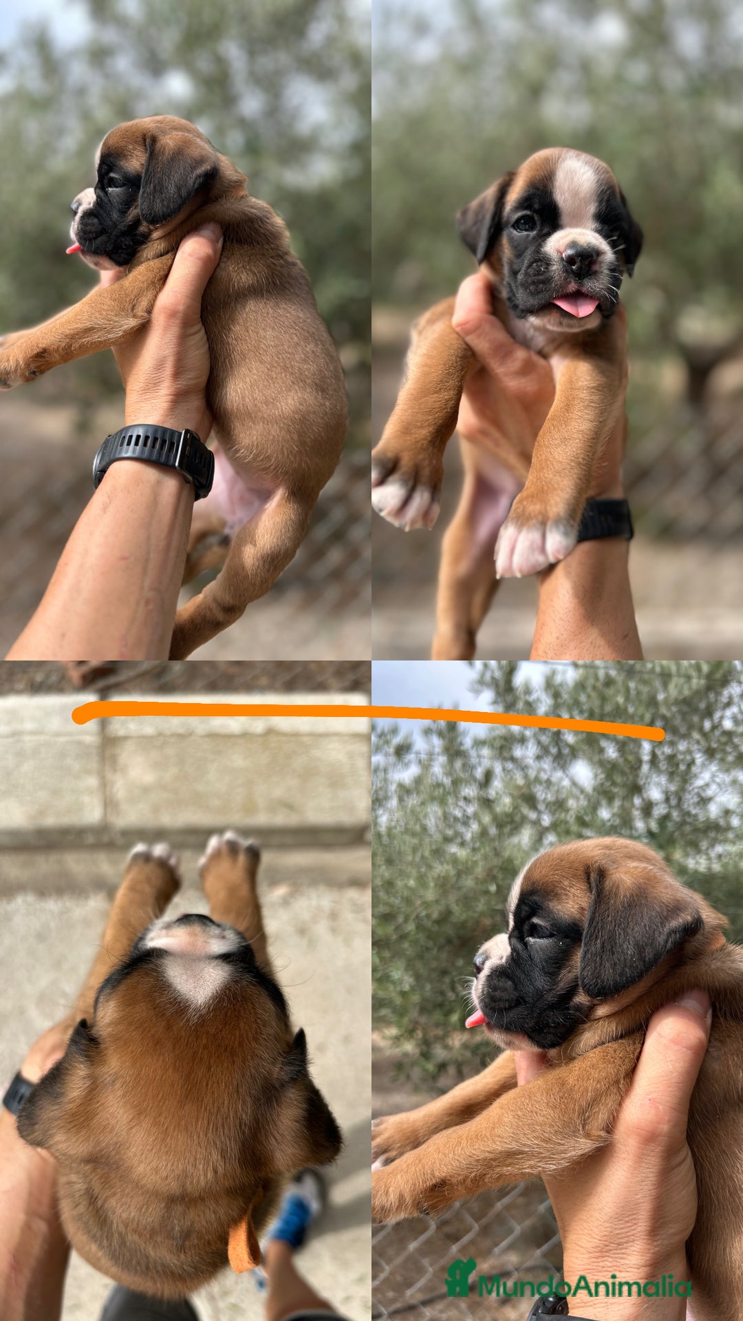 Boxer perros en venta: Boxer - Imagen 6