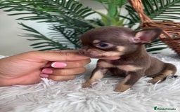 Chihuahua perros en venta: CHIHUAHUA MACHO CHOCOLATE  - Imagen 3