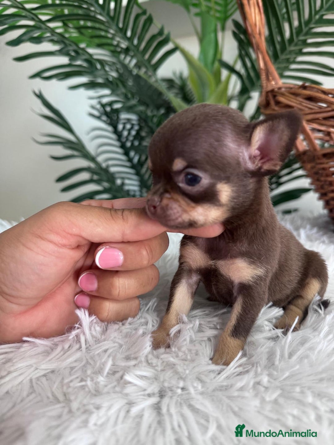 Chihuahua perros en venta: CHIHUAHUA MACHO CHOCOLATE  - Imagen 3