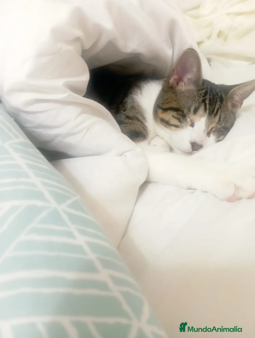 Europeo de Pelo Corto gatos en adopcion: LUCIA ADOPTADA - Anuncio 3