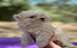 Bichón Maltés perros en venta: Bichon coreana  - Imagen 1