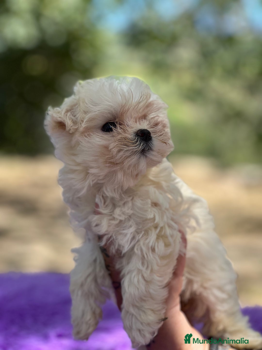 Bichón Maltés perros en venta: Bichon coreana  - Imagen 1